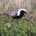 Black-bellied Plover